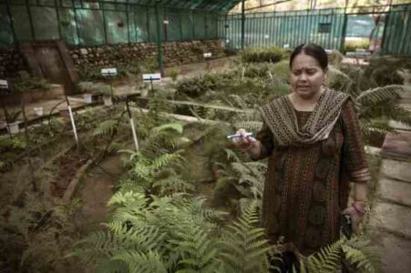 Edible Ferns: No Fern is Useless Image